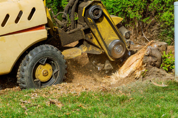How Our Tree Care Process Works  in  Nutter Fort, WV