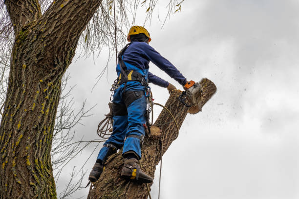Nutter Fort, WV Tree Services Company