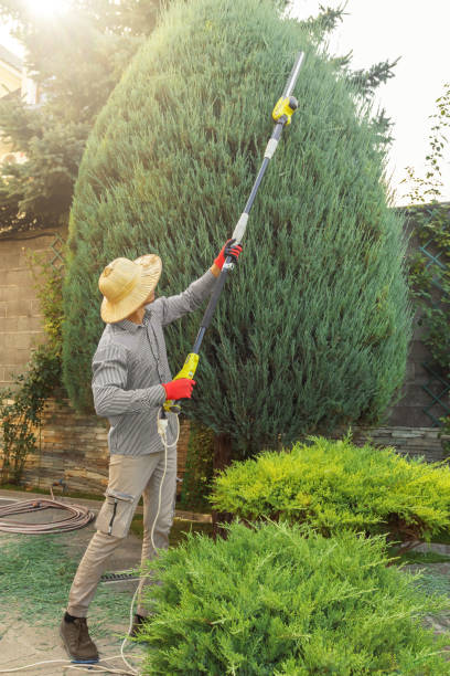 Lawn Renovation and Restoration in Nutter Fort, WV
